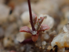 Nemacladus secundiflorus robbinsii