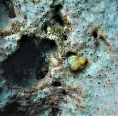 Helcogramma decurrens