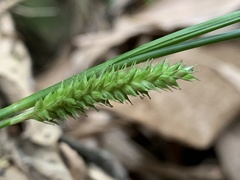 Carex sociata