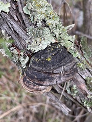 Phellinus arctostaphyli