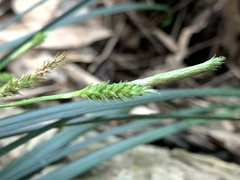 Carex sociata