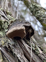 Phellinus arctostaphyli