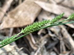 Carex sociata