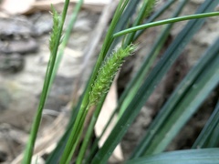 Carex sociata