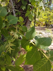 Juglans mollis