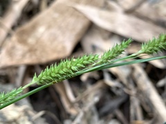 Carex sociata