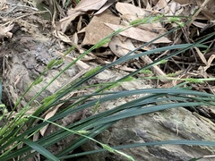 Carex sociata