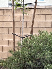 Passer domesticus