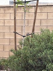 Passer domesticus
