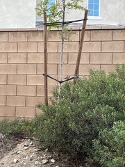 Passer domesticus