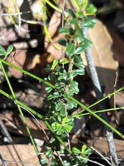 Phyllanthus hirtellus