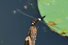 Pseudothemis zonata