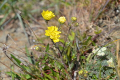 Hemizonia congesta lutescens