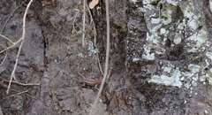 Sceloporus variabilis