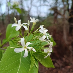Holarrhena pubescens