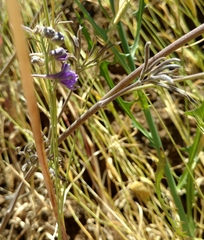 Delphinium hesperium