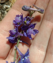 Delphinium hesperium