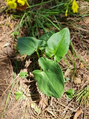 Arisarum vulgare