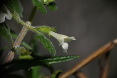 Clinopodium chandleri