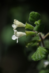 Clinopodium chandleri