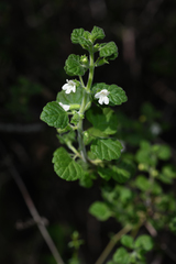 Clinopodium chandleri