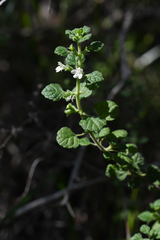 Clinopodium chandleri