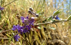 Delphinium hesperium
