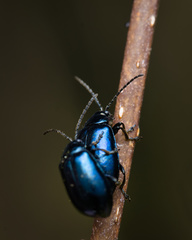Agelastica alni