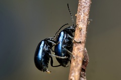Agelastica alni