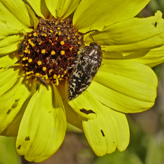 Acmaeodera acuta