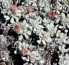 Eriogonum douglasii