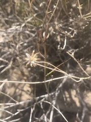 Porophyllum scoparium