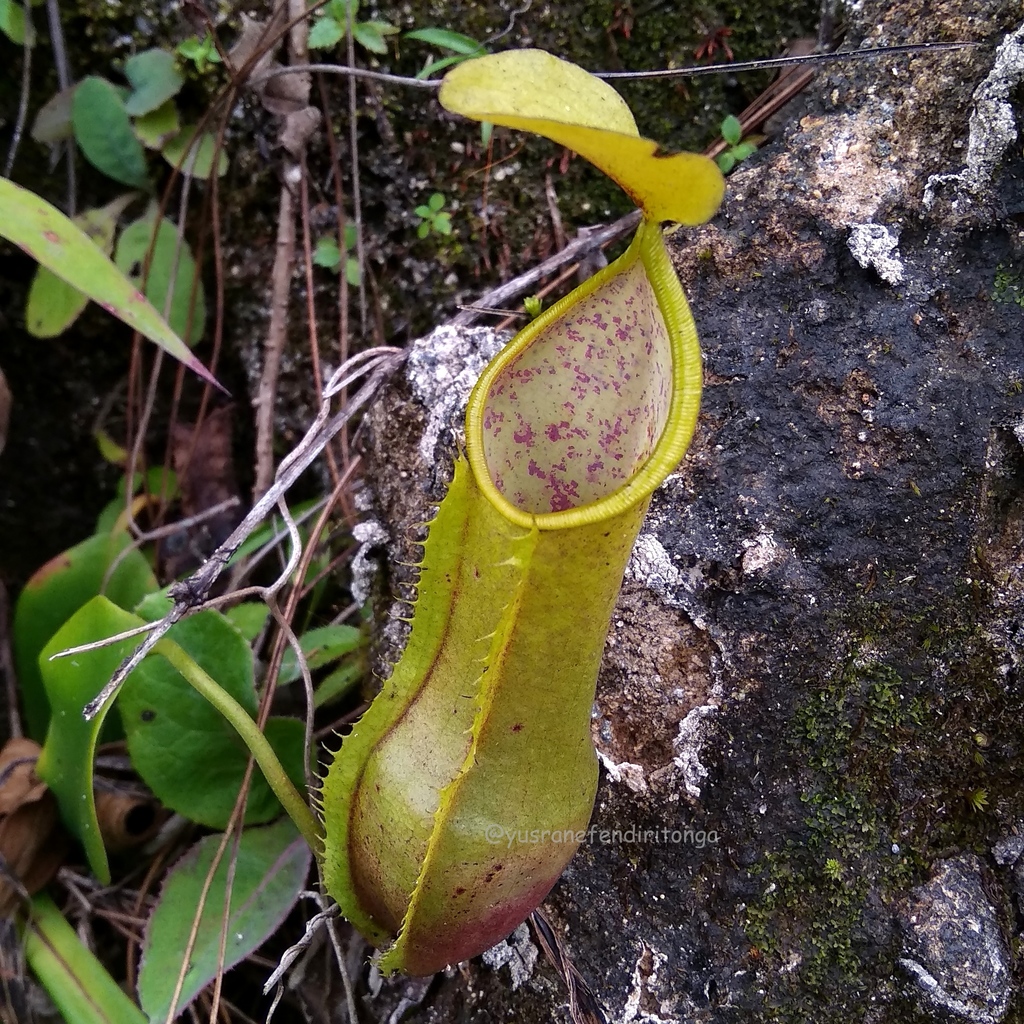 Nepenthes tobaica