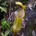 Nepenthes tobaica - Photo (c) Yusran E. Ritonga, some rights reserved (CC BY-NC), uploaded by Yusran E. Ritonga