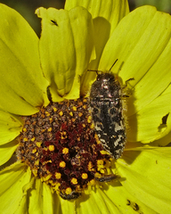 Acmaeodera acuta