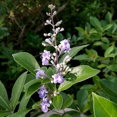 Vitex trifolia