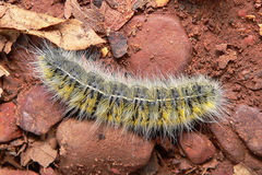 Bombycomorpha