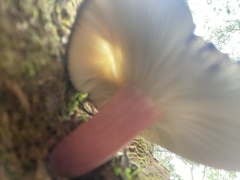 Russula lenkunya