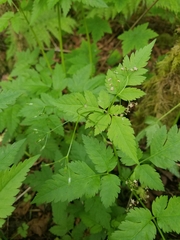 Osmorhiza purpurea