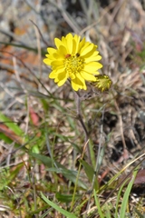 Hemizonia congesta lutescens