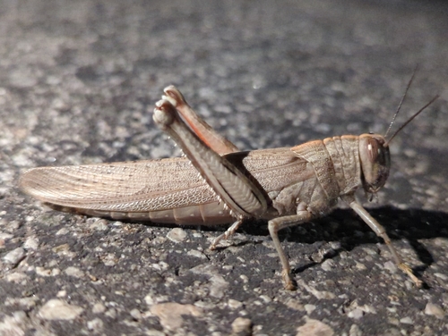 Egyptian Bird Grasshopper photo 3