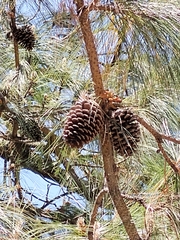 Pinus pseudostrobus pseudostrobus