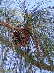 Pinus pseudostrobus pseudostrobus