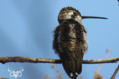 Plain-Capped Starthroat photo 5