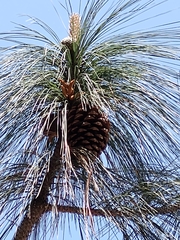 Pinus pseudostrobus pseudostrobus