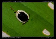 Aslamidium semicirculare