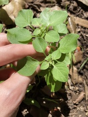Salpichroa origanifolia