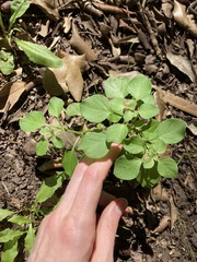 Salpichroa origanifolia