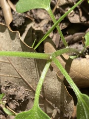 Salpichroa origanifolia