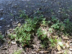 Salpichroa origanifolia